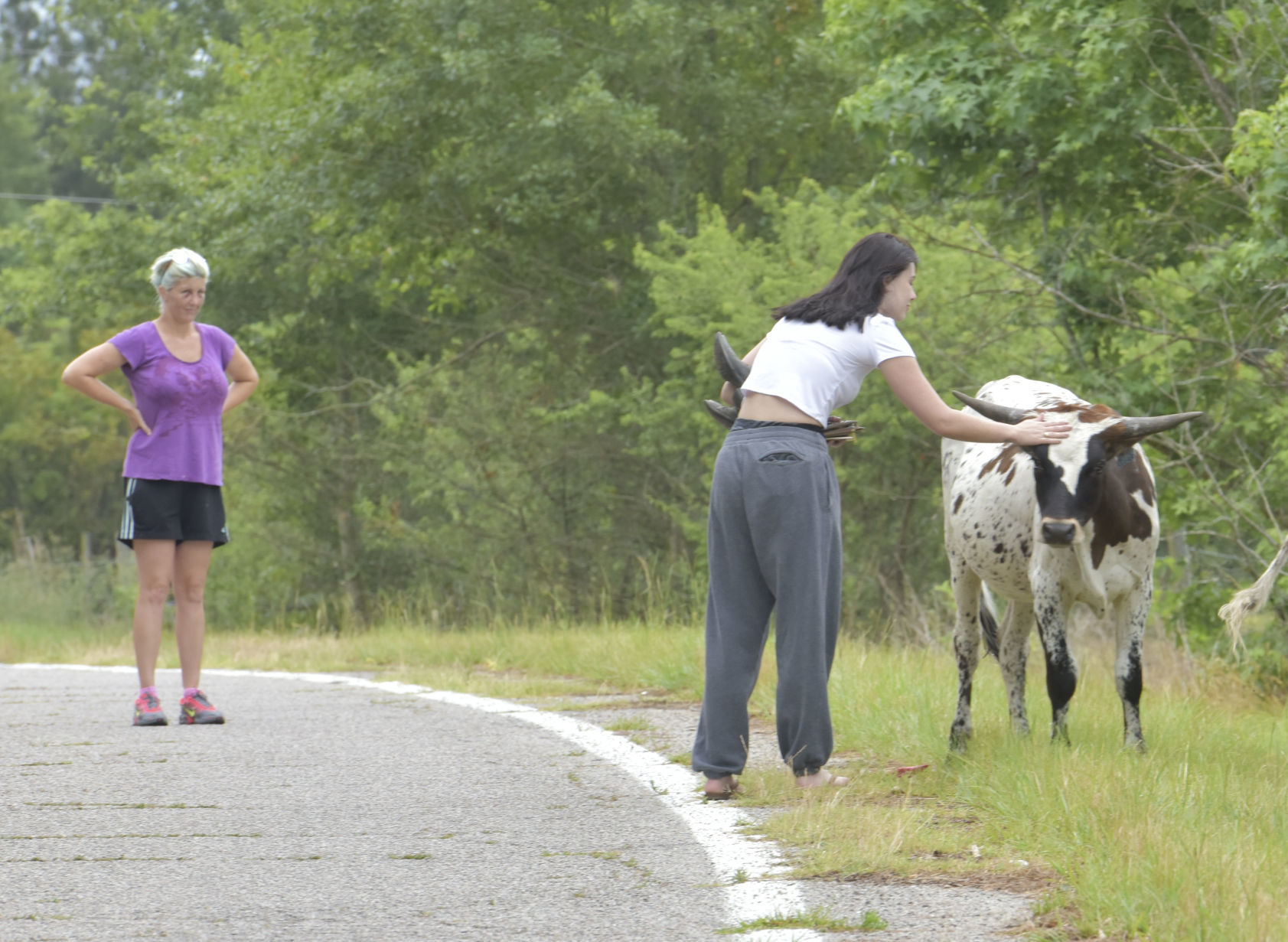 Cattle on the Loose